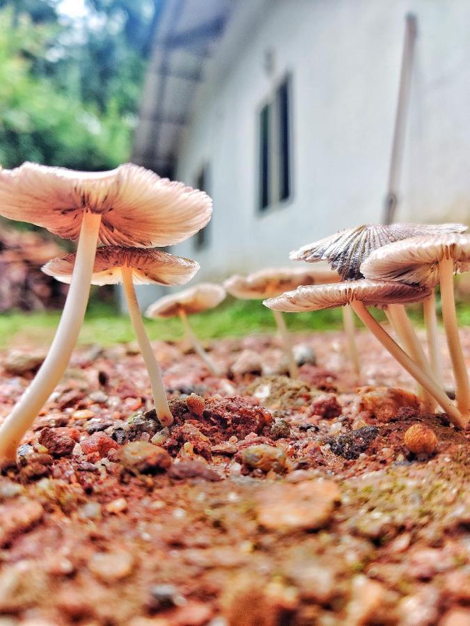 Westernghats Homestay 마디케리 외부 사진